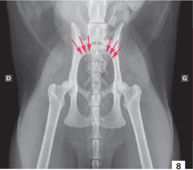 Photo 8 - Image radiographique (incidence ventro-dorsale) d’un bassin sain