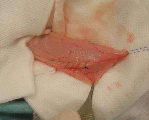 Photo 7 - La vessie est refermée avec un surjet simple apposant commençant et s’arrêtant légèrement au-delà des limites de l’incision
