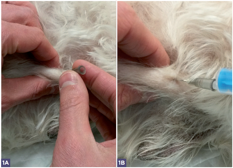 Photos 1A et 1B - La première chirurgie est la meilleure chance de guérir l’animal.