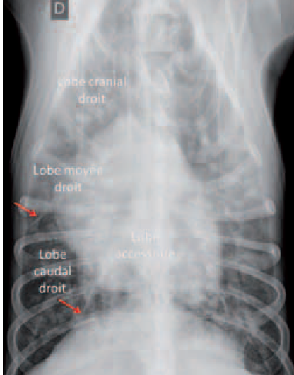 Photo 2 - Radiographie du thorax, vue ventrodorsale