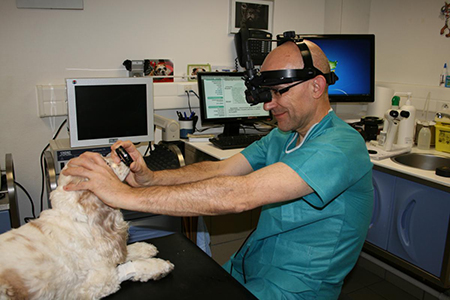 Examens oculaires d'un chien