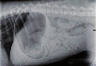 Photo 1a - Radiographie abdominale du patient : dilatation de l’estomac.