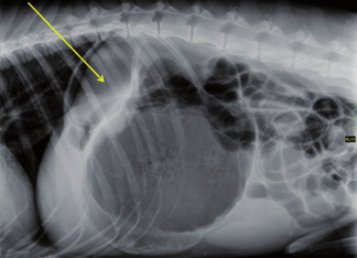 Photo 1b - En comparaison avec une radiographie abdominale montrant une torsion de l’estomac, noter la position dorsale du pylore.