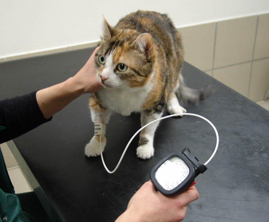 Mesure de la pression artérielle sur un chat