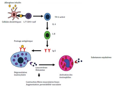 Schéma 1 :  Physiopathologie de la réaction d’hypersensibilité de type I au cours de la bronchite asthmatiforme.