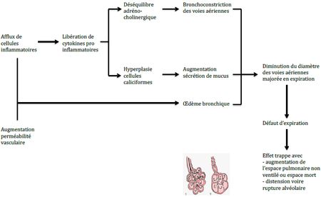 Schéma 2 : Conséquences physiopathologiques de l’asthme