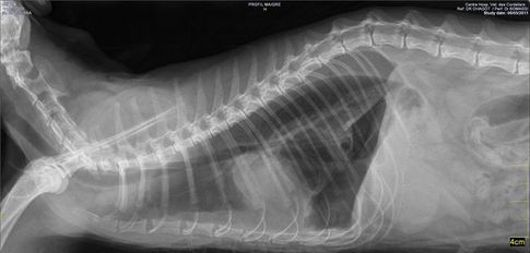 Photo 1 : Radiographie du thorax, vue de profil