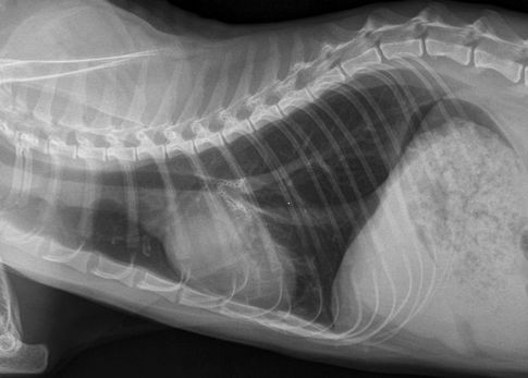 Photo 8 : Radiographie du thorax un mois après l’intervention chirurgicale