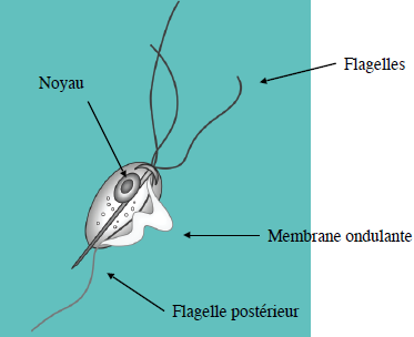 Schéma : Représentation de Tritrichomonas fœtus.