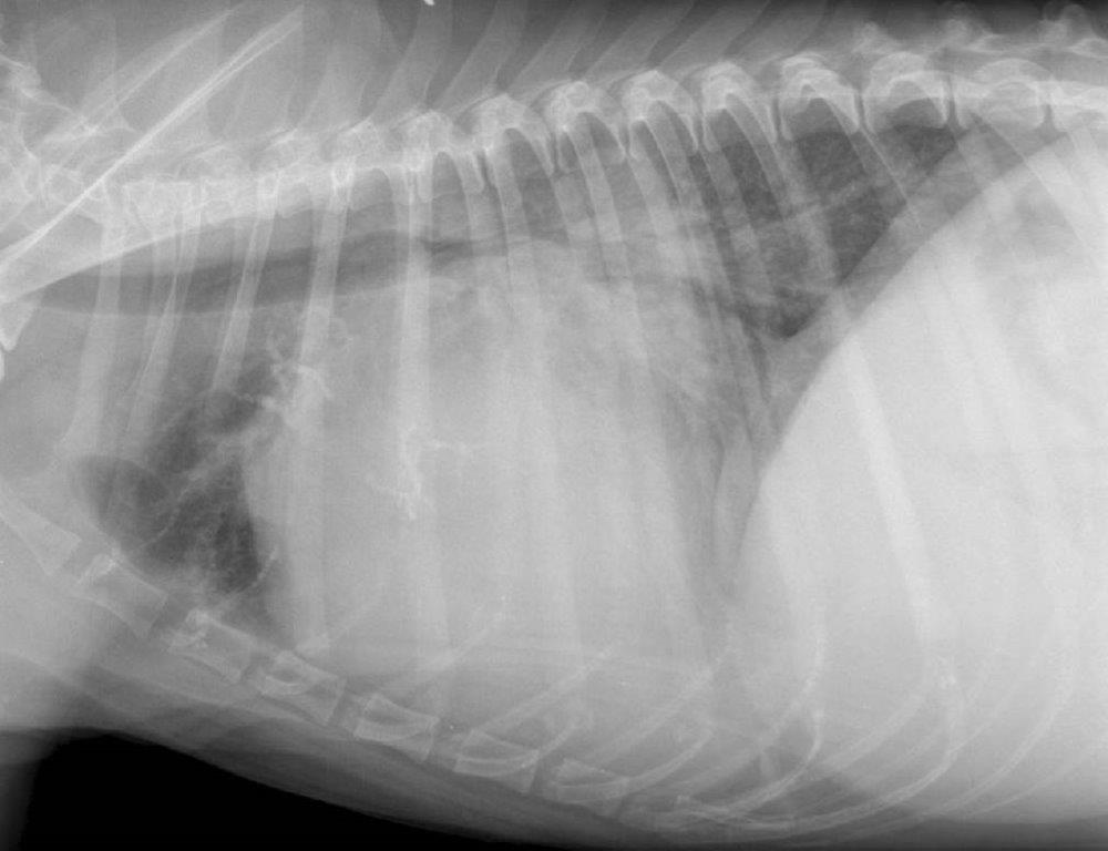 Radiographie chez un chien cardiaque