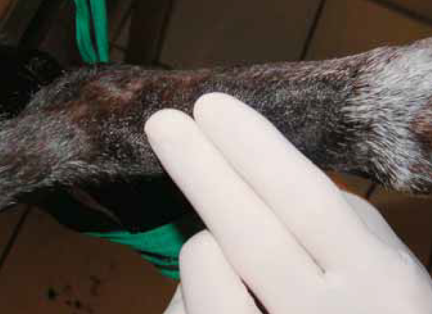 Photo 3 - L’artère pédieuse est utilisée dans cet exemple. L’artère auriculaire peut aussi être utilisée.