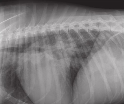 cardiology right lateral thoracic radiograph: left-sided cardiomegaly, venous densification, and alveolar pulmonary oedema.