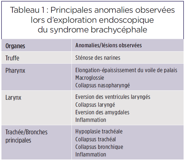 lib-011010-aa3b9-endoscopie-diagnostic-anomalies-congenitales-races-brachycephales-tab-1